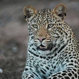 Leopard (panthera Pardus) In Veld by Roger De La Harpe