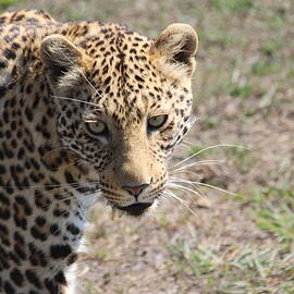 Leopard by Pat Moore