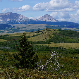 Life and Death Near Divide Mountain.2 by Tracey Vivar