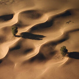 Life In The Middle Of Desert by Majid Behzad
