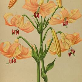 Lilium Testaceum