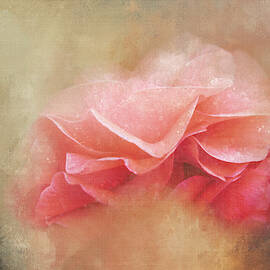 Linen Camellia by Terry Davis