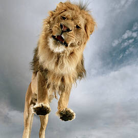 Lion Panthera Leo, View From Low Angle by Matthias Clamer