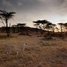 Lioness (panthera Leo), Walking At Sunset, Maasai Mara National Reserve, Rift Valley, Kenya, Africa by Delta Images