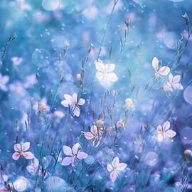 Little Beauties by Delphine Devos