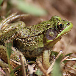 Little Green Frog by William Selander