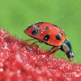 Little Ladybird 2 by Kim Tran