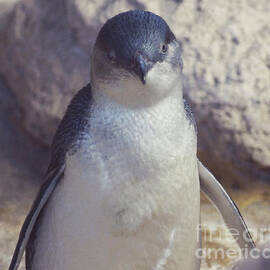 Little Penguin by Cassandra Buckley