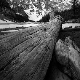 Logs Along Moraine Lake by Matt Hammerstein
