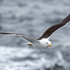 Lonely Lesser Black-backed Gull - Larus Fuscus - against the sea in nasty weather by Oleg Ivanov
