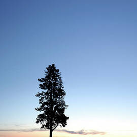 Lonely Tree Silhouette by Sharply done