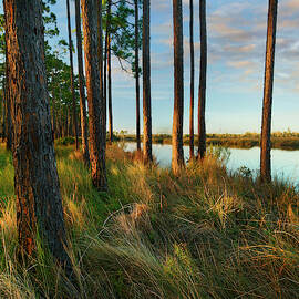 Longleaf Pines, Sopchoppy River, Ochlockonee River State Park, Florida by Tim Fitzharris