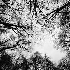 Look Up by Shaike Eitan