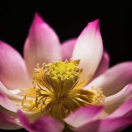 Lotus flower by Darren Wilch