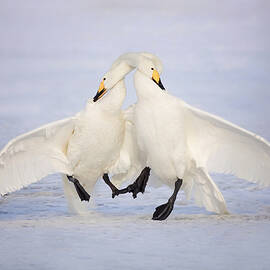 Love Dance by Fion Wong