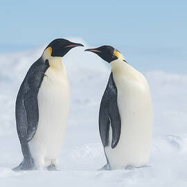 Love by Liwen Tao