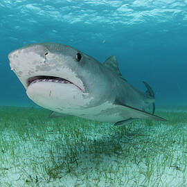 Low Angle Underwater View Of Tiger Shark Swimming Near Seagrass Covered Seabed, Tiger Beach, Bahamas by Rodrigo Friscione