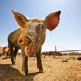 Low Angle View Of A Pig Smiling In A by Tyler Stableford
