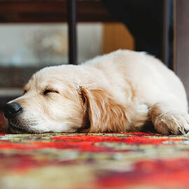 Low Angle View Of Golden Retriever Labrador Puppy Dog Sleeping by Cavan Images