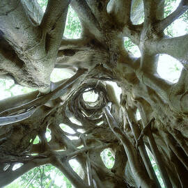 Low Angle View Of Internal Frame Of by Ted Mead