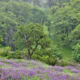 Lupine And Oak Trees In Fog Bald Hills by Darrell Gulin