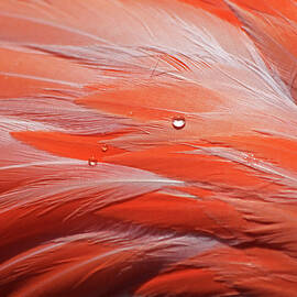 Macro Of Bird Feathers With Water Drops by Zen Rial