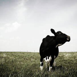 Mad Cow by Shaunl