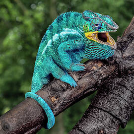 Madagascar Panther Chameleon On Tree by Jaynes Gallery