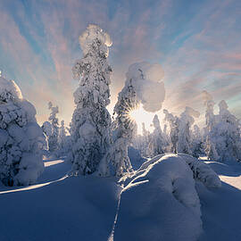 Magic Snowy Trees by Leah Xu