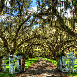 Majestic Shadows Tomotley Plantation Live Oak Trees Lowcountry South Carolina Landscape Art by Reid Callaway