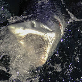 Mako Shark coming to greet us by David Shuler