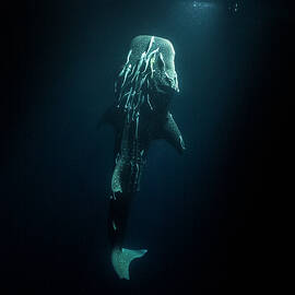 Maldives, Indian Ocean, Whale Shark (rhincodon Typus) With Many Remora Fish Attached, Reflected In The Surface At Night by Manfred Bortoli