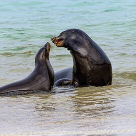 Male And Female Galapagos Sea Lions by Adam Jones