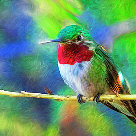 Male Broadtail Hummingbird by Lowell Monke