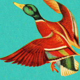Mallard in Flight by CSA Images