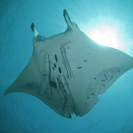 Manta Ray by Russell C Gilbert Rcg Maru Photography