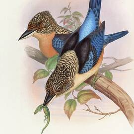 Mantled Kingfisher