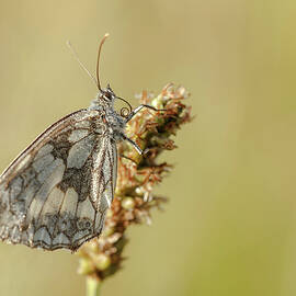 Marbled White Butterfly. (melanargia by Sarah Darnell