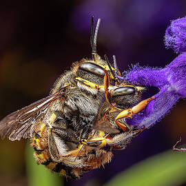 Mating Wool Carder Bees 2 by Brian Hale