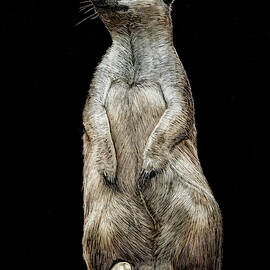 Meercat