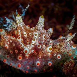 Metamorphe Of The Deep by Serge Melesan