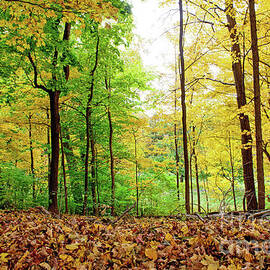 Mid Autumn by Anna Serebryanik