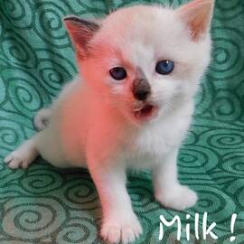 Milk  Calico Point Mink Snowshoe SilkTapestryKittensTM by Pamela Benham