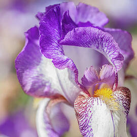 Minnie Colquitt Macro. The Beauty Of Irises by Jenny Rainbow