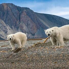 Mommy And Cub by Manish Nagpal