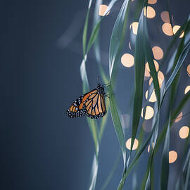 Monarch Butterfly by Li Chen
