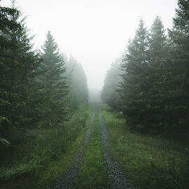 Moody Forest Road by Christian Lindsten