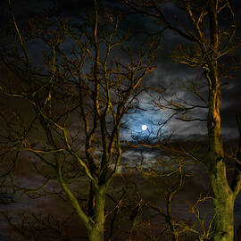 Moonlight among the trees by DiGiovanni Photography