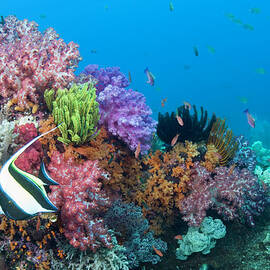 Moorish Idol Zanclus Cornutus Fish On by Darryl Leniuk