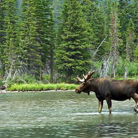 Moose Alces Alces, Montana, Usa by Mike Hill